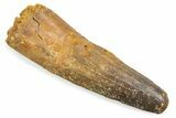 Fossil Spinosaurus Tooth - Feeding Worn Tooth #372864-1